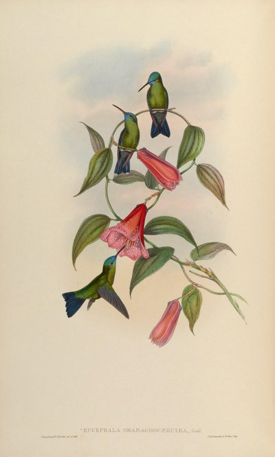 Eucephala smaragdo-caerulea = Chlorestes notatus X Thalurania glaucopis by John Gould